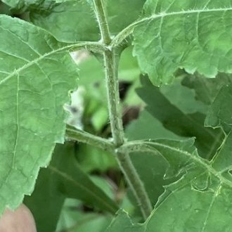 Appalachian Joe-Pye Weed