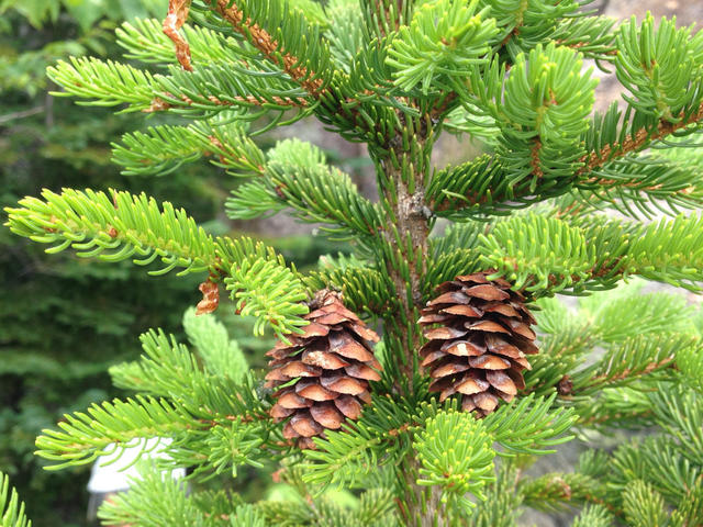 closeup of yellow-green new growth on a spruce, with two small reddish cones