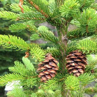 closeup of yellow-green new growth on a spruce, with two small reddish cones