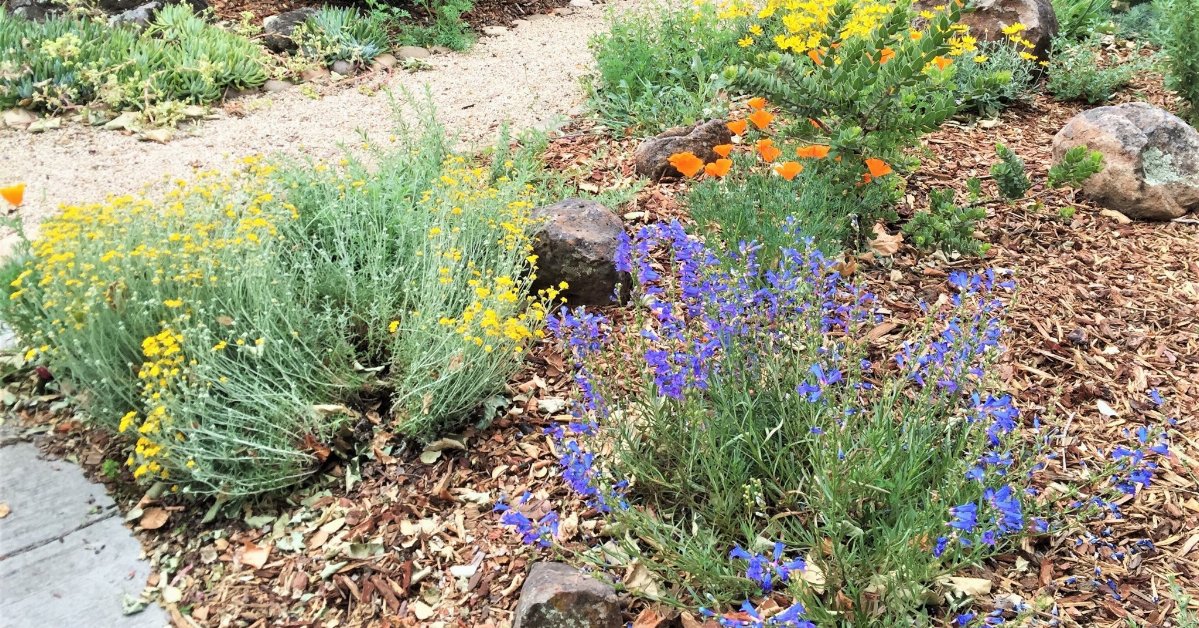 a garden with a variety of low-growing plants with colorful flowers and lots of space between the plants