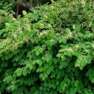 Japanese Knotweed