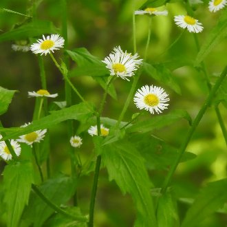 thumbnail of Annual Fleabane