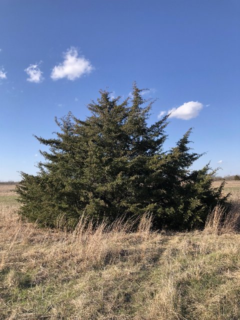 a stout conifer, wider than tall, growing in an open field with some grasses surrounding it