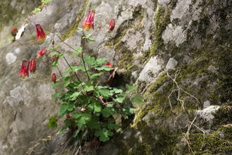 plant with compound, rounded leaves and hanging, dramatic red flowers with yellow centers, growing out of a steep rock face