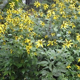 Cutleaf Coneflower