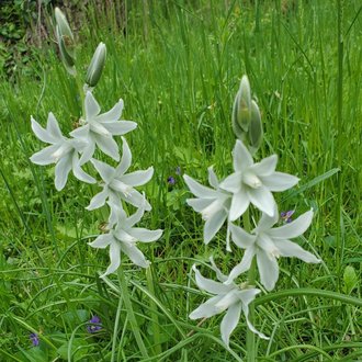 Drooping Star of Bethlehem