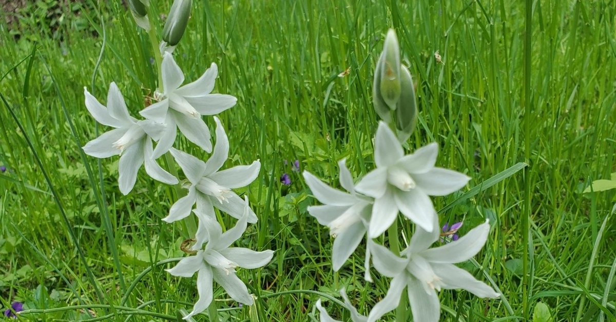 Drooping Star of Bethlehem (Ornithogalum nutans) - bplant.org