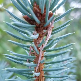 thumbnail of Blue Spruce