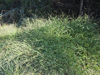 monoculture of a grass growing a few feet tall and sprawling, producing seeds