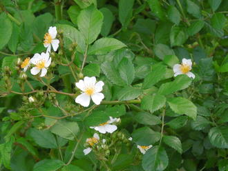 Multiflora Rose