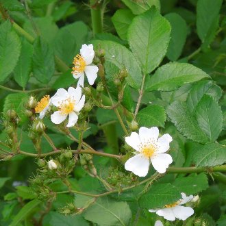 Multiflora Rose