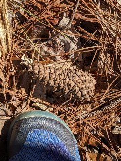 A closed pine seed cone, long and conical, with robust prickles angled towards the tip, on the ground in needle litter