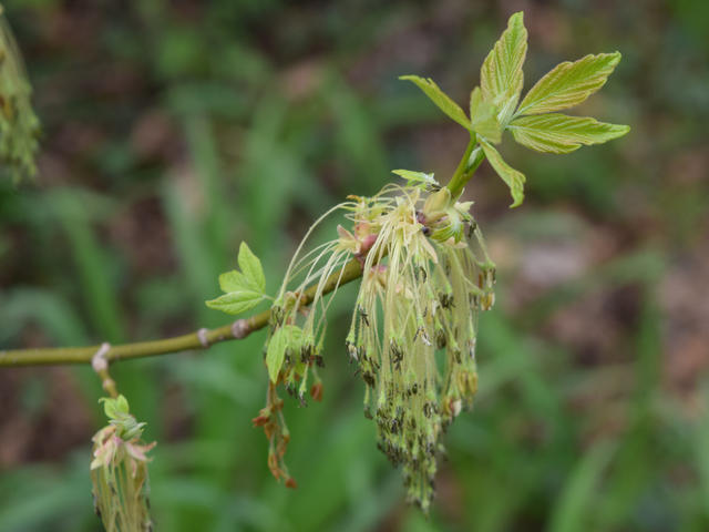 upturned green twig, starting to leaf out with pale green leaves, with large drooping greenish flower clusters