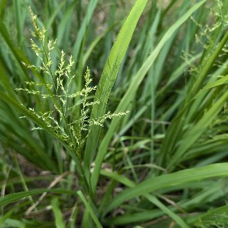 Beaked Panicgrass