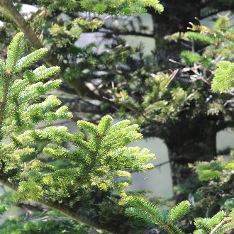 branches and twigs covered in short but full blue-green needls in foreground, a dark tree trunk in the background