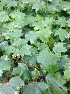 deep green maple leaves on branches, stems and branches reddish to orange in color