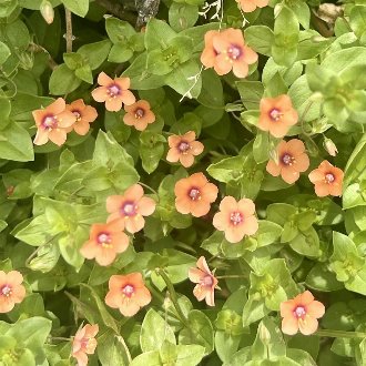 Scarlet Pimpernel