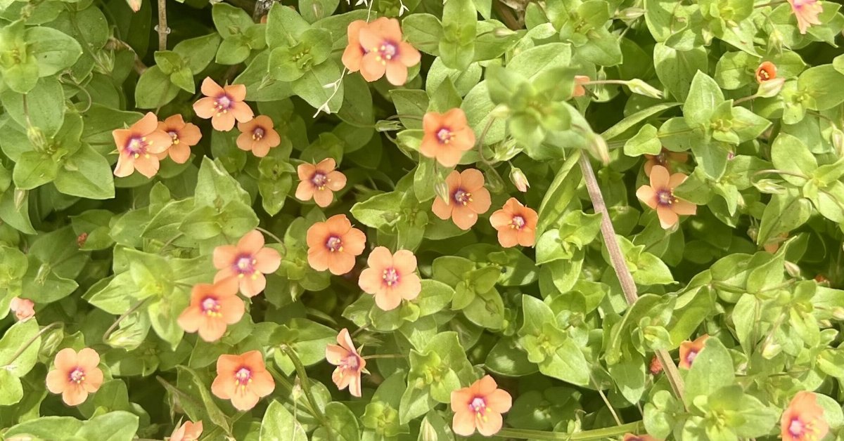 Scarlet Pimpernel