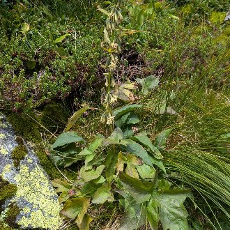 thumbnail of Three-leaved Rattlesnake Root