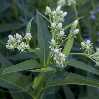 False Indian Plantain