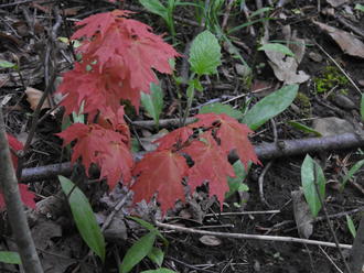 a maple tree leafing out with drooping, tender, bold red leaves