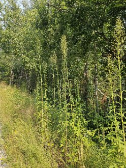 tall weedy-looking plants growing on the edge between a grassy mowed area and a forest behind