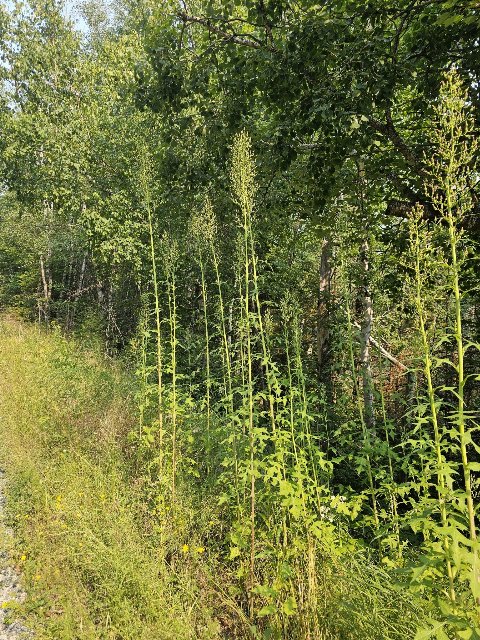 tall weedy-looking plants growing on the edge between a grassy mowed area and a forest behind