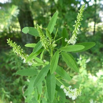 White Sweetclover