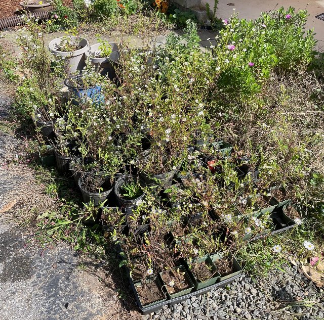 rows of small pots filled with plants, many of them blooming with small, white daisy-like flowers