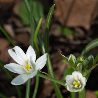 Common Star of Bethlehem