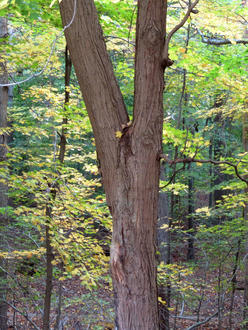 tree trunk branching in two a V-shape, bark pinkish gray and scaly with long, vertical cracks, in a deciduous forest