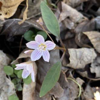 thumbnail of Northern Spring Beauty