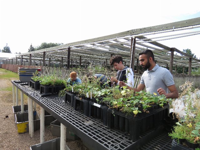 people working in outdoor nursery production, attending flats of plants