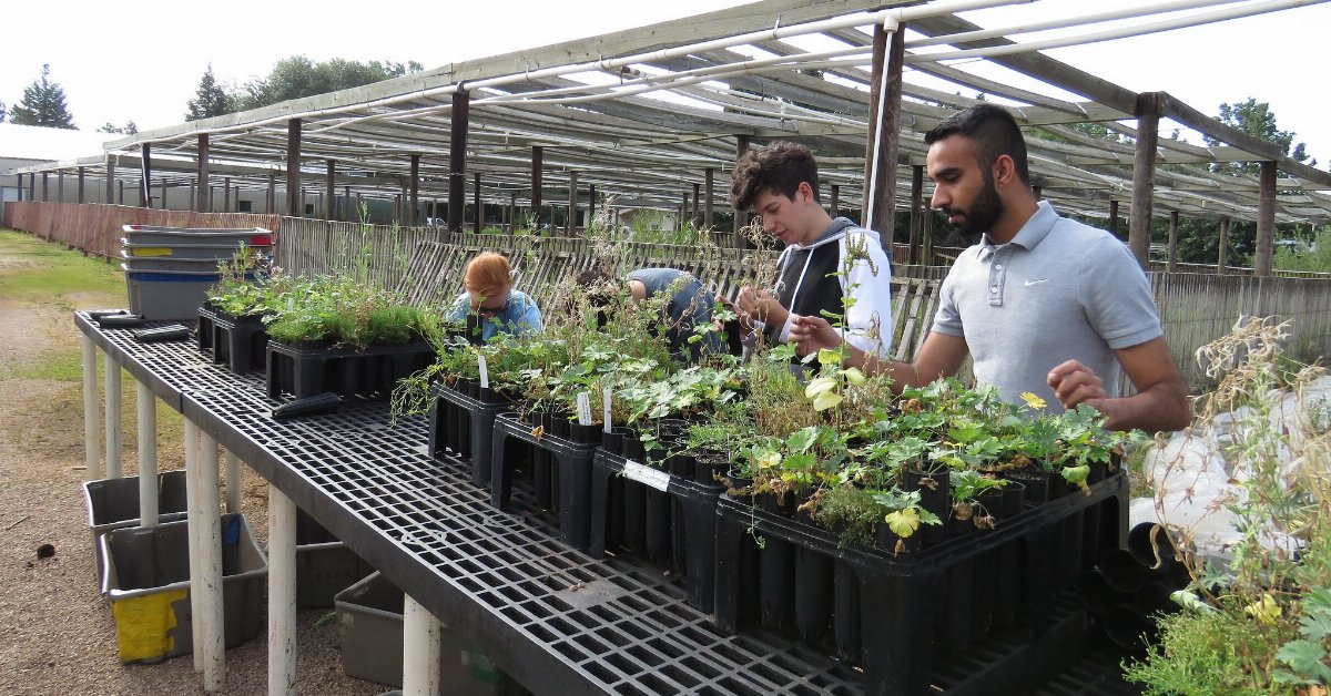 people working in outdoor nursery production, attending flats of plants