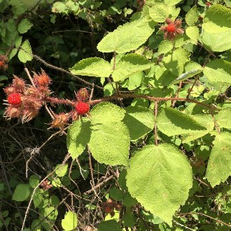 Wineberry