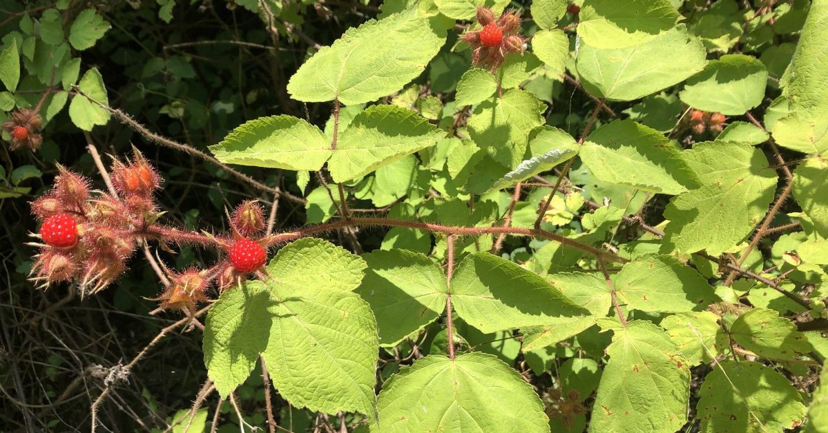 Wineberry (Rubus phoenicolasius) - bplant.org
