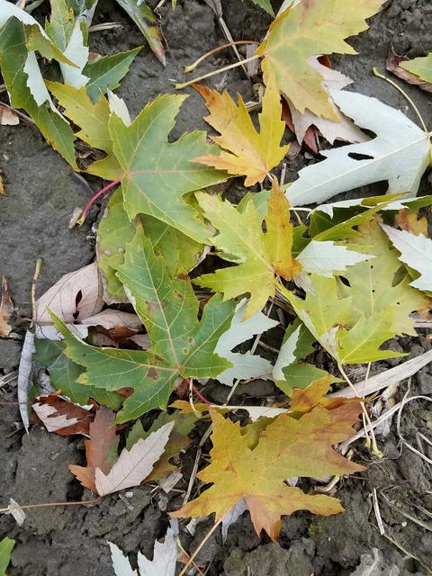 deeply-lobed maple leaves on the ground showing green to yellowish brown above, pale silvery underneath
