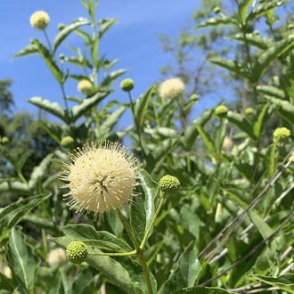 Common Buttonbush