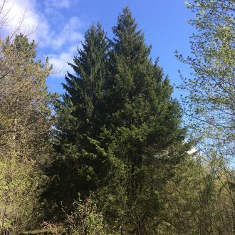 Norway Spruce