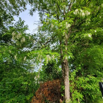 locust tree with clusters of white blossoms, growing in a mix of other trees