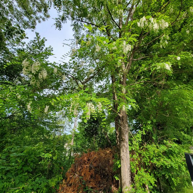 locust tree with clusters of white blossoms, growing in a mix of other trees