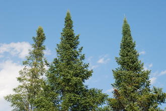 the upper portion of three coniferous trees with strong, narrow cone shapes, against a pale blue sky