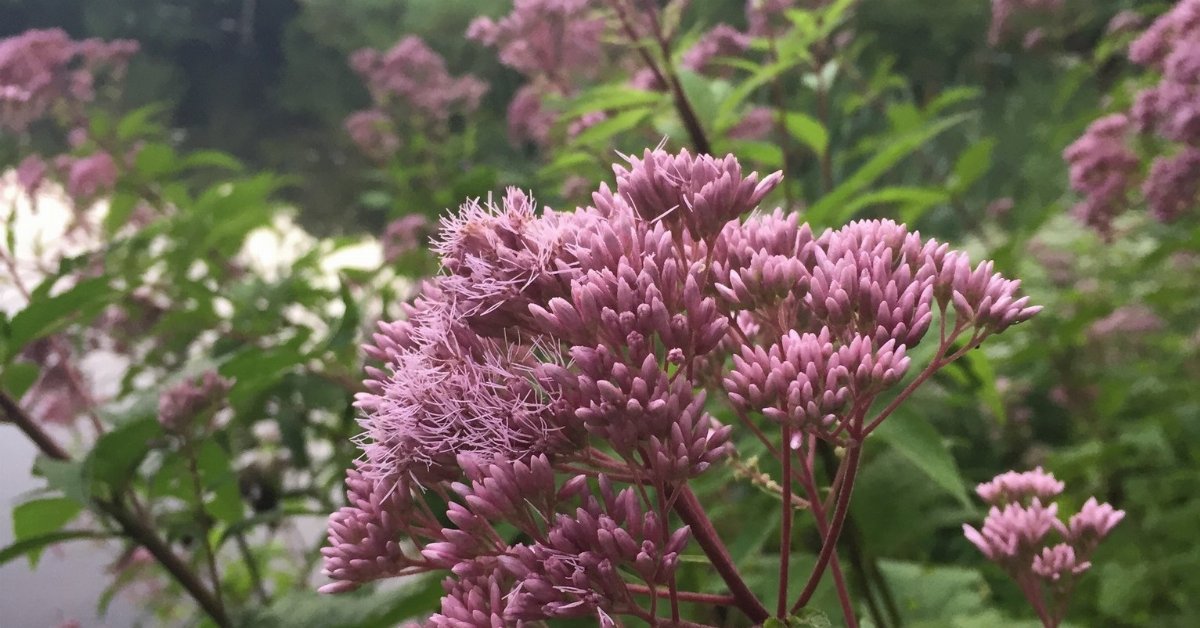 Coastal Plain Joe Pye Weed