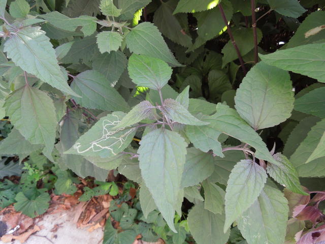 plant with opposite, triangular leaves with serrated margins, dark bronze-purple in color