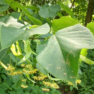 American Basswood