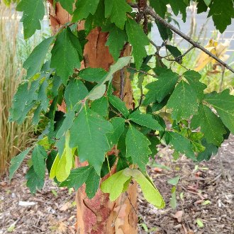 Paperbark Maple