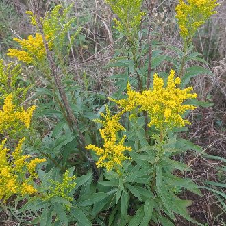 thumbnail of Early Goldenrod