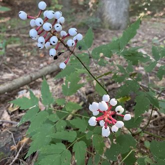 White Baneberry