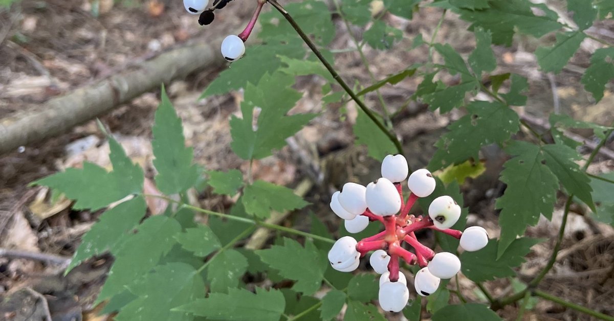 White Baneberry