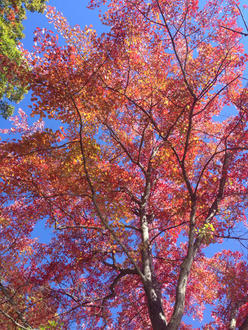 view up into a tree canopy, pale gray trunk, small deep-red leaves, letting through much light, deep blue sky